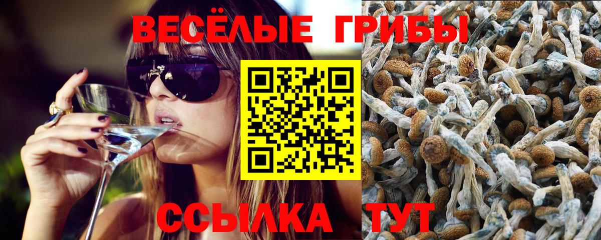 Химки  Псилоцибиновые грибы мицелий  Вход с VPN  Псилоцибиновые грибы Psilocybine cubensis 